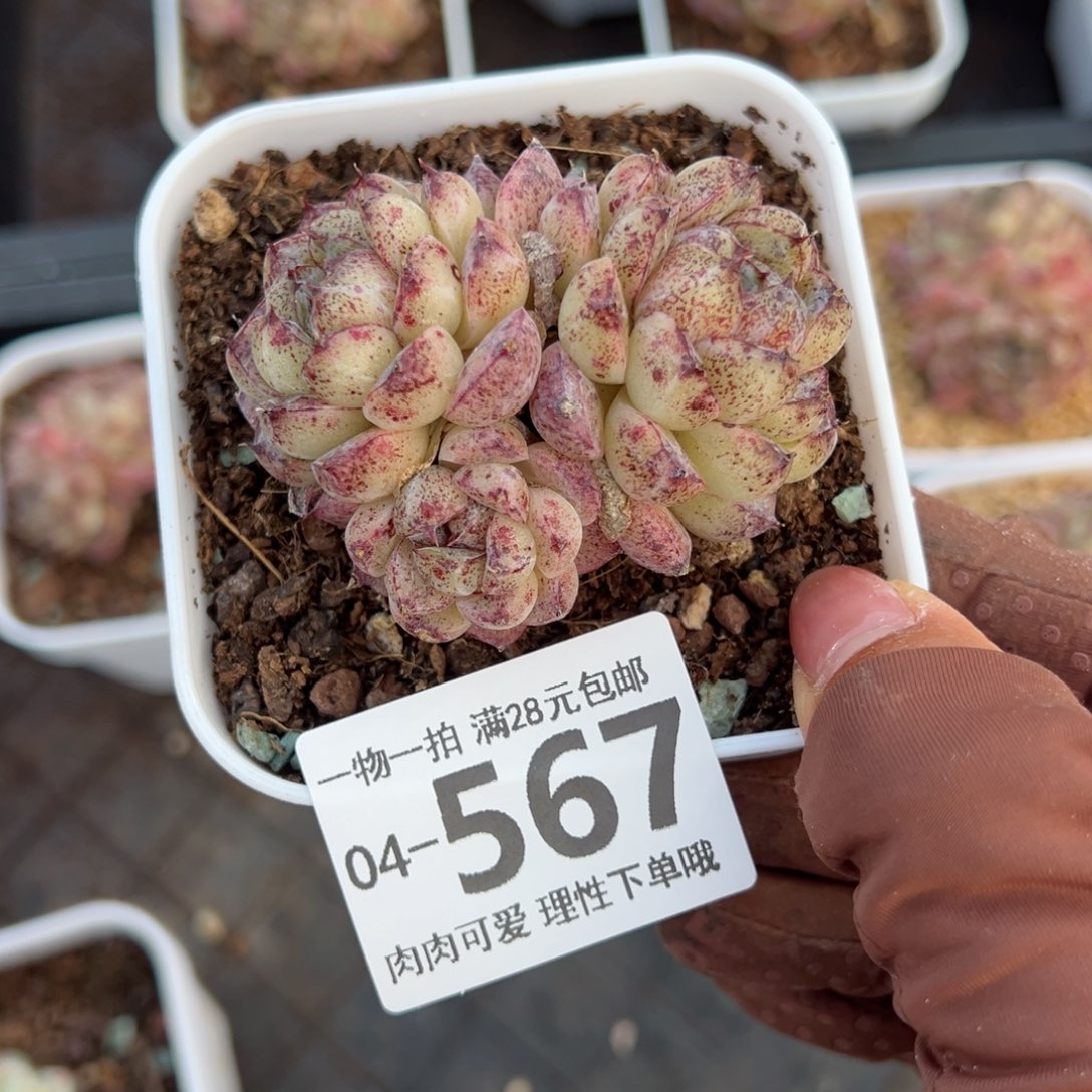 赤水晶多肉多肉多肉多肉多肉多肉