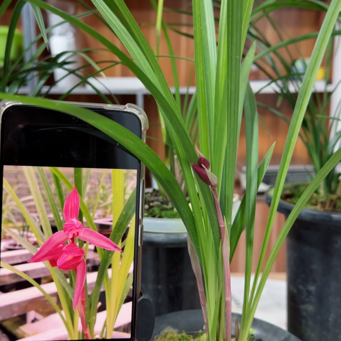 杨***明完全开放春剑红花红福