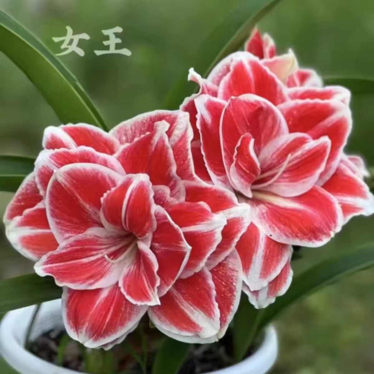 朱顶红【女王】，只包对版不包后期养护