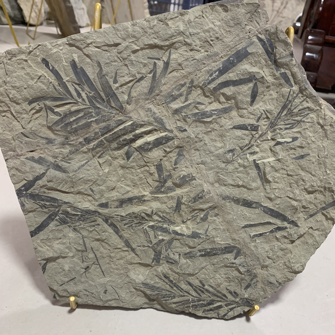 辽西植物化石家居摆件