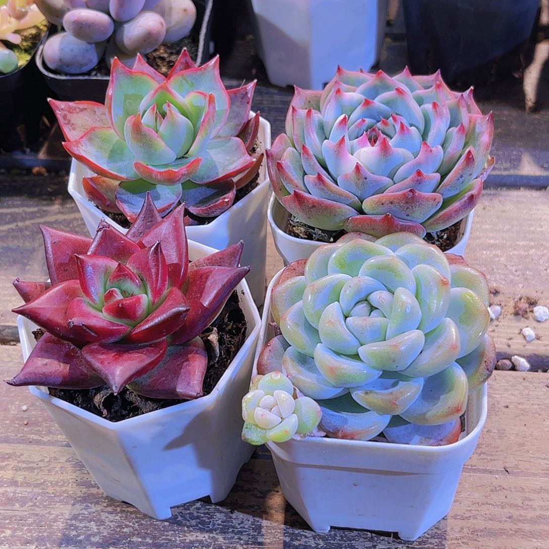 惊鸿。吉娃娃  冰玉单。罗卡