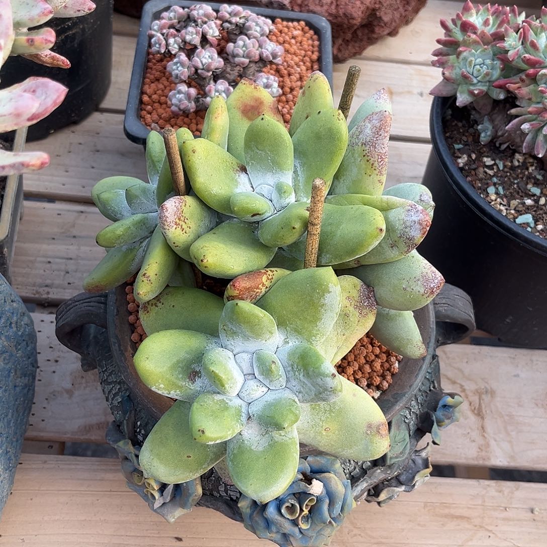 小鹿多肉一物一拍8541