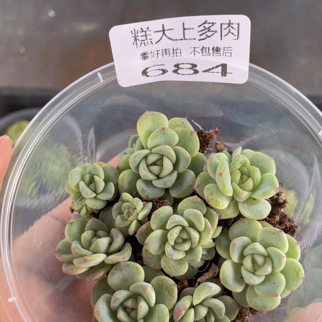 糕大上多肉植物684