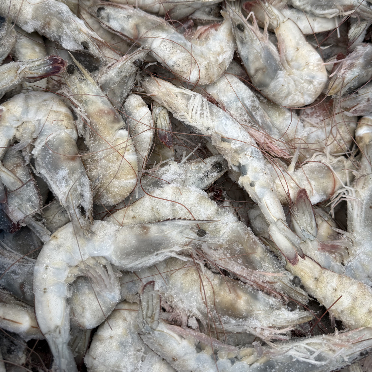 双旦活动【冷冻发货】盐冻海水大虾（20只左右/斤）3斤