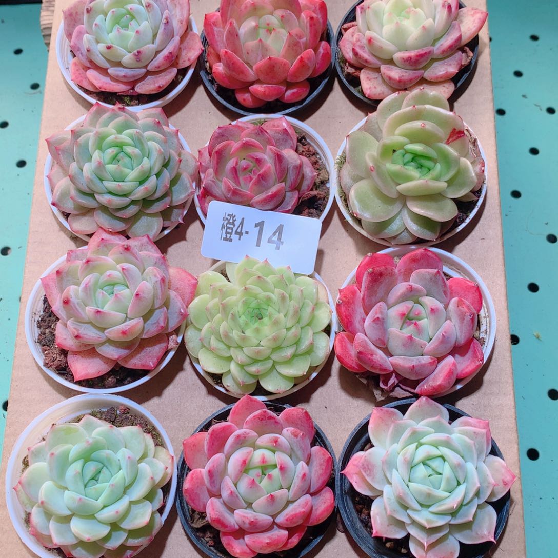 4-14一物一拍多肉带盆18颗