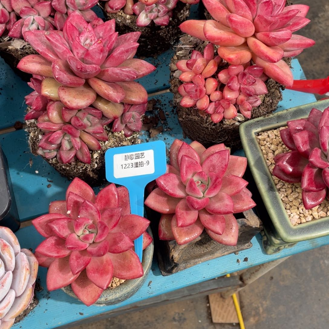 1223-9-正版赫菲单头一颗量拍