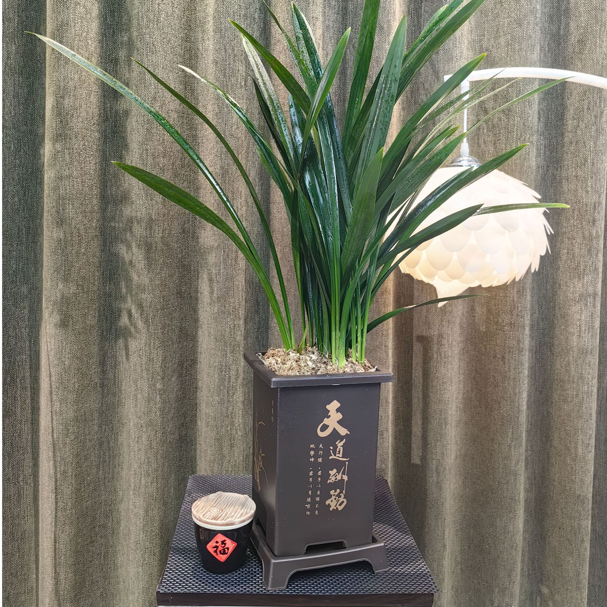 墨兰企黑四季常青适合室内阳台办公室摆放好养护花卉绿植