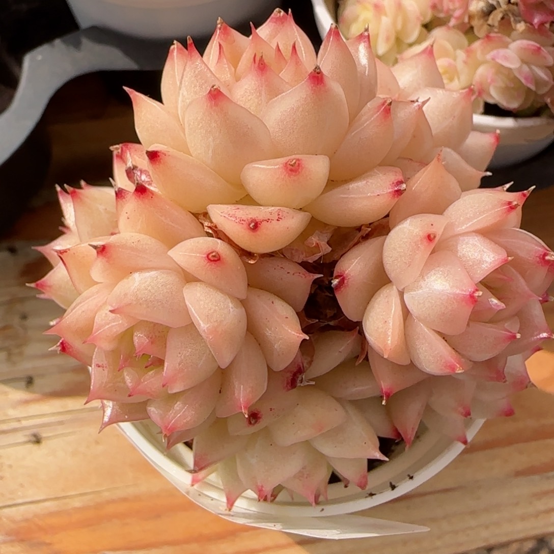 花语逸境0215-95散