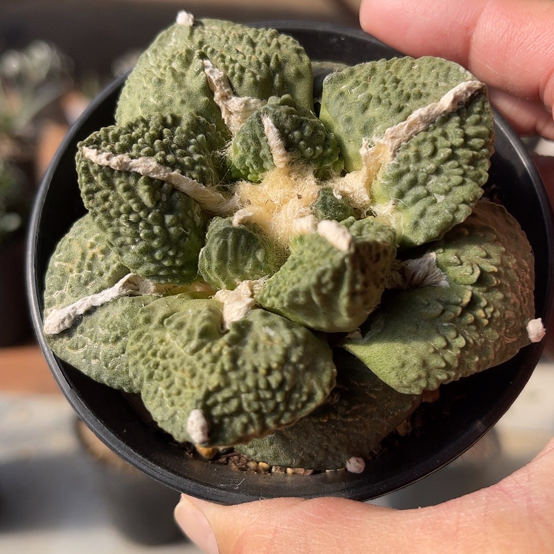 牡丹大单头一物一拍