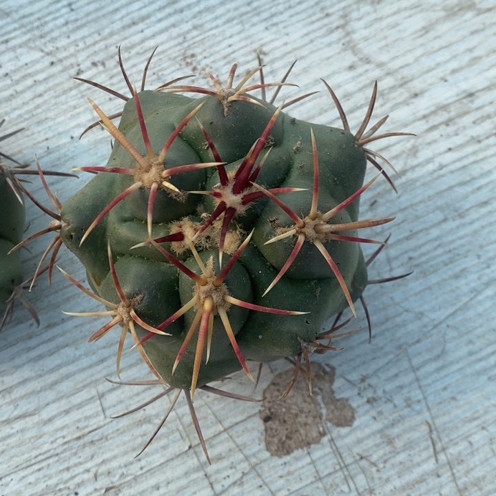 大红鹰苗接侧牙特价3