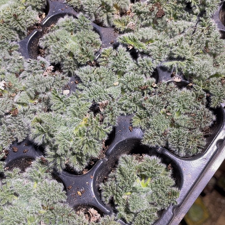 羽叶阳葵2.8带土发货