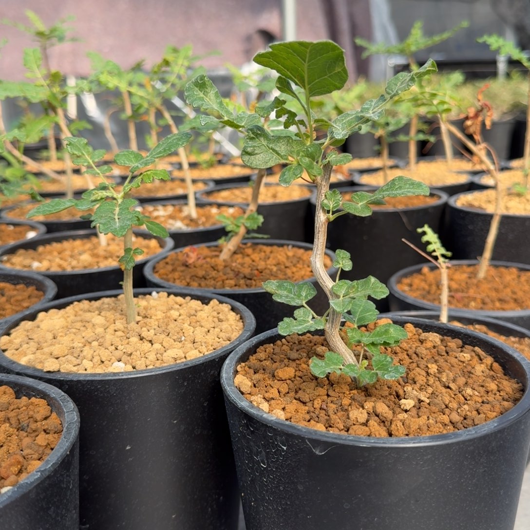 神圣乳香实生带盆土