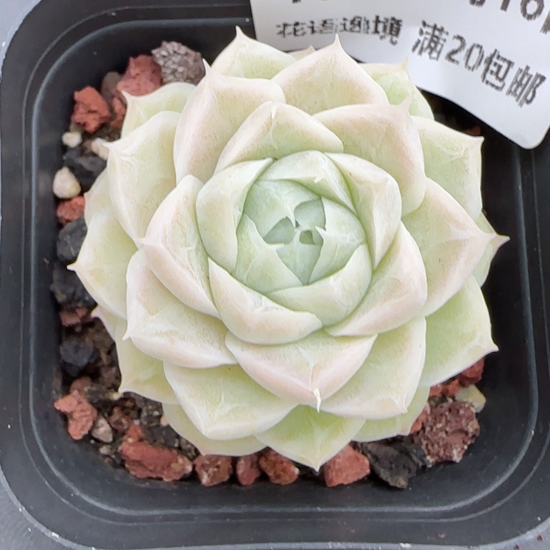 花语逸镜0116-134