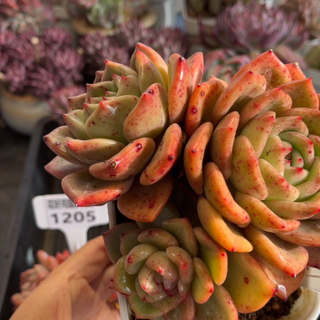 1207 天冷必拍保温箱