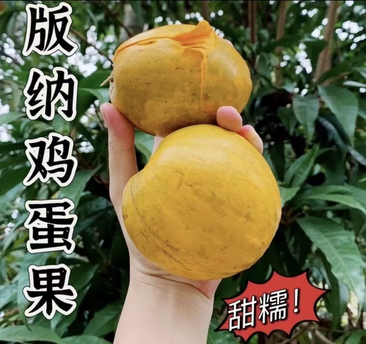 正宗西双版纳自种鸡蛋果软糯香甜鸡蛋果新鲜采摘苹果枣西双版纳80
