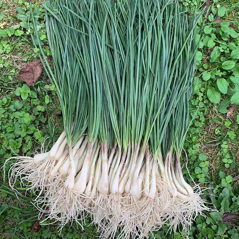 湖南本地藠头荞头可老新鲜现挖农家自种翘头当季时令蔬菜农村种植