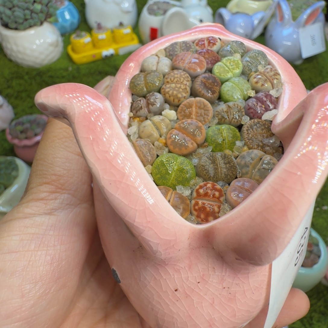 宝***珍多肉植物福利冲435