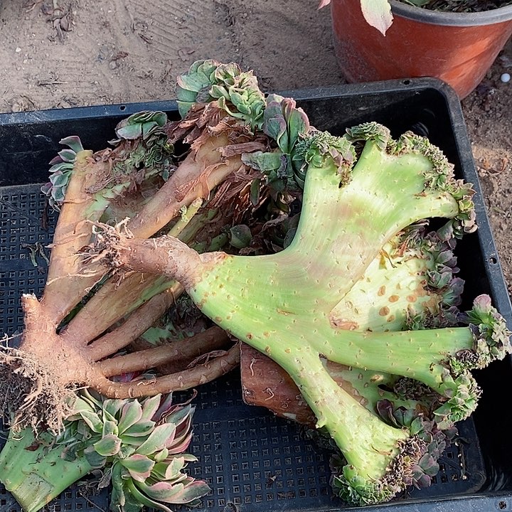 老乡拍7颗50颗钱送2颗