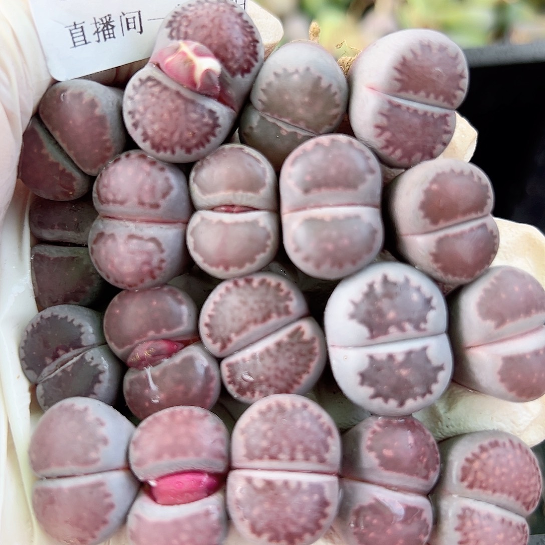 8360 好养易活生石花大母本19个