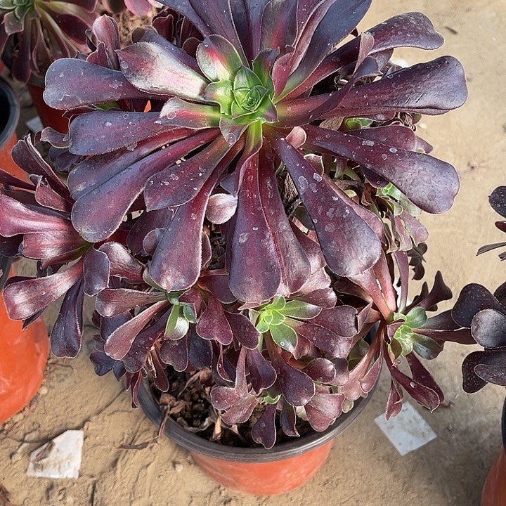 花娜玫瑰玫瑰玫瑰玫瑰