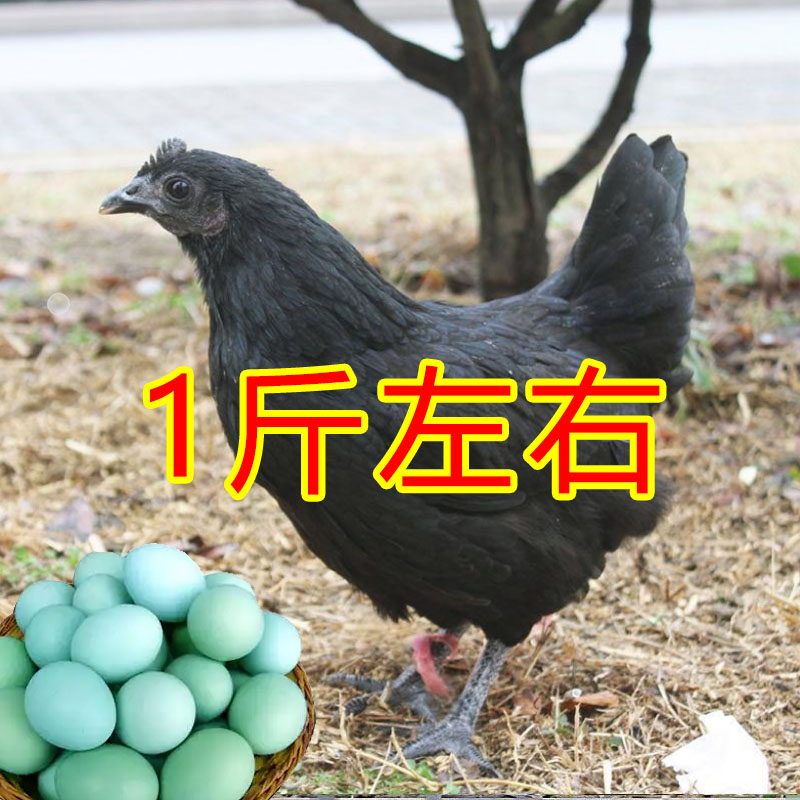 五黑鸡1斤左右乌骨鸡宠物鸡绿壳蛋鸡【顺丰包邮】乌鸡苗活鸡