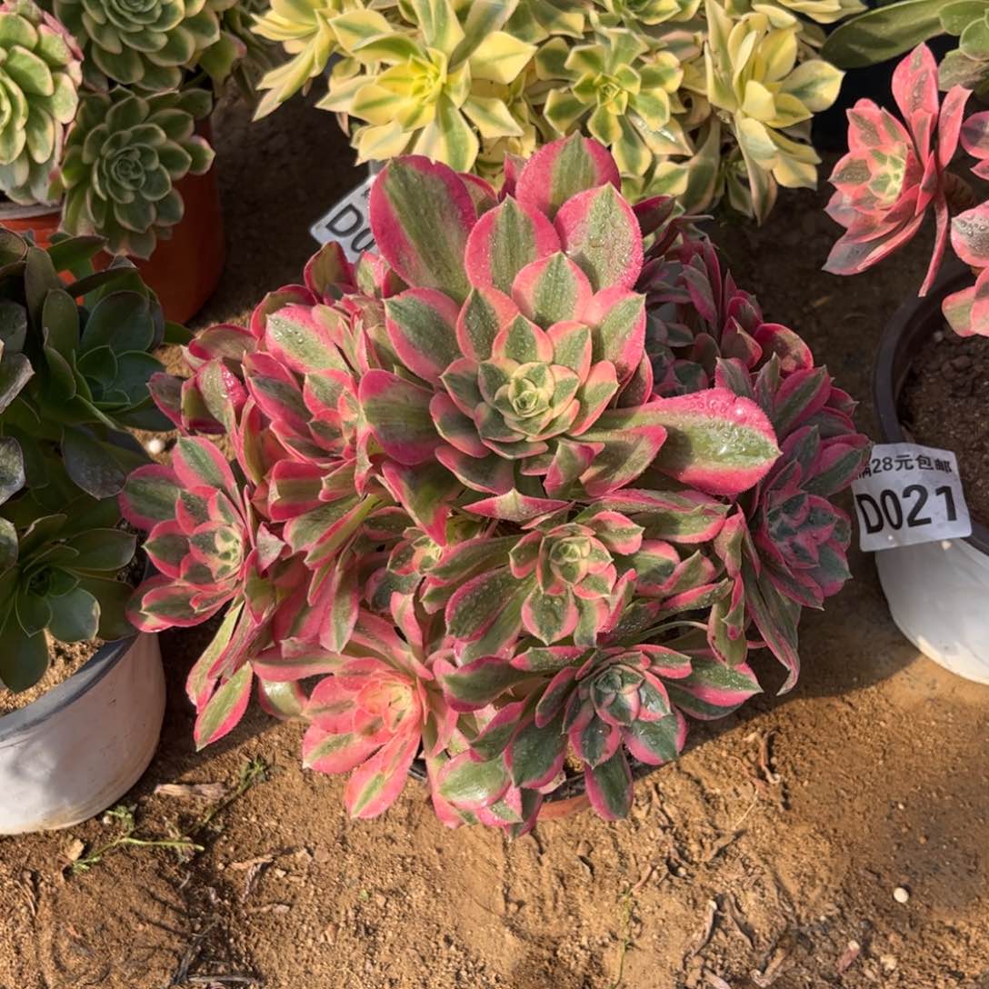 959多肉植物粉女郎