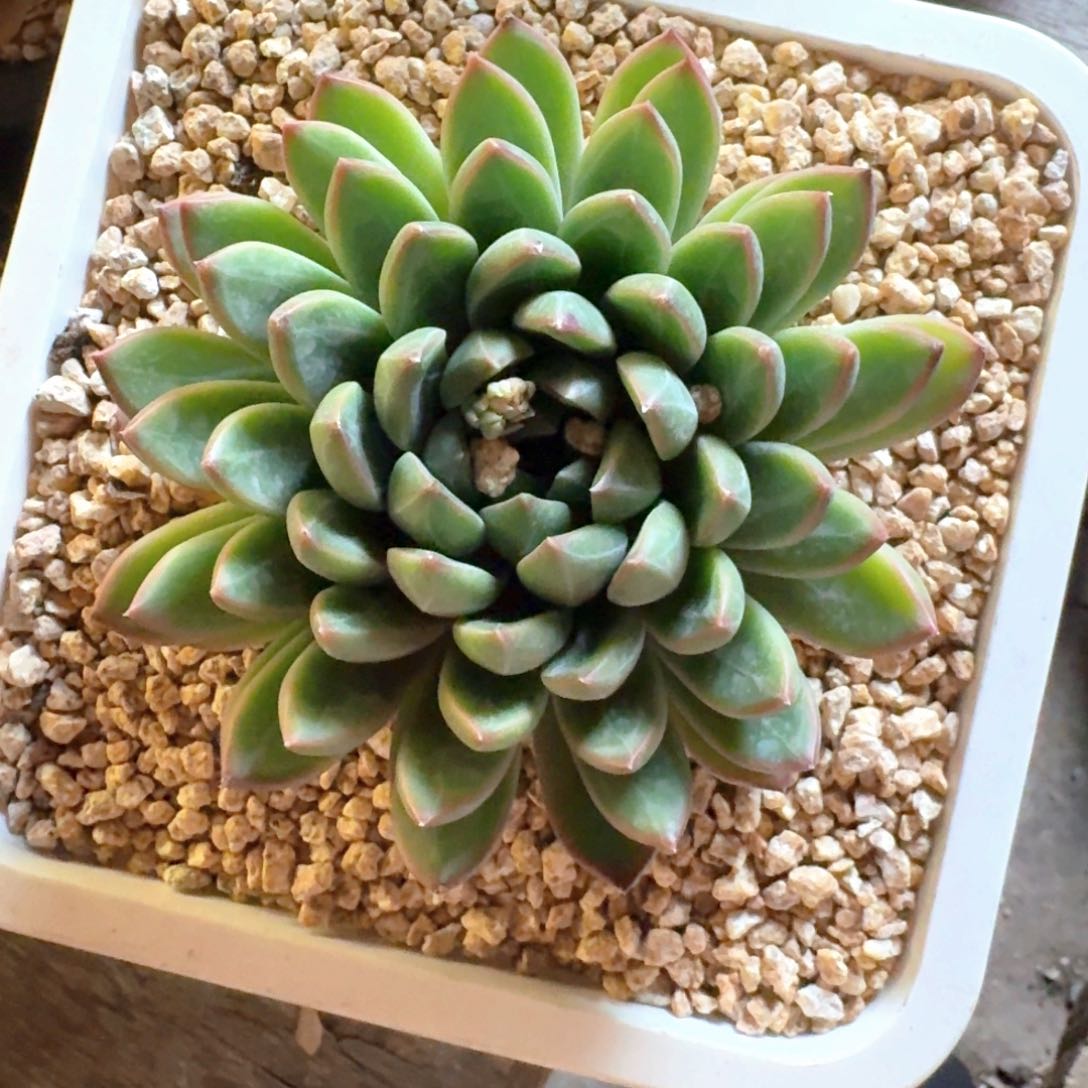 专拍链接多肉精品