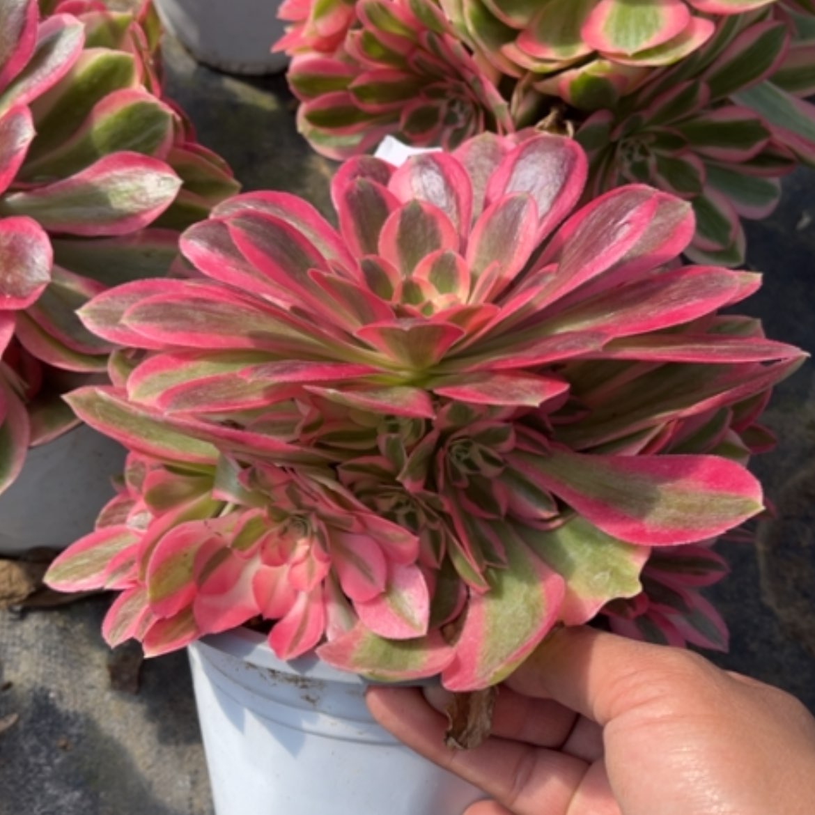 【闪购商品】129粉女巫多肉法师