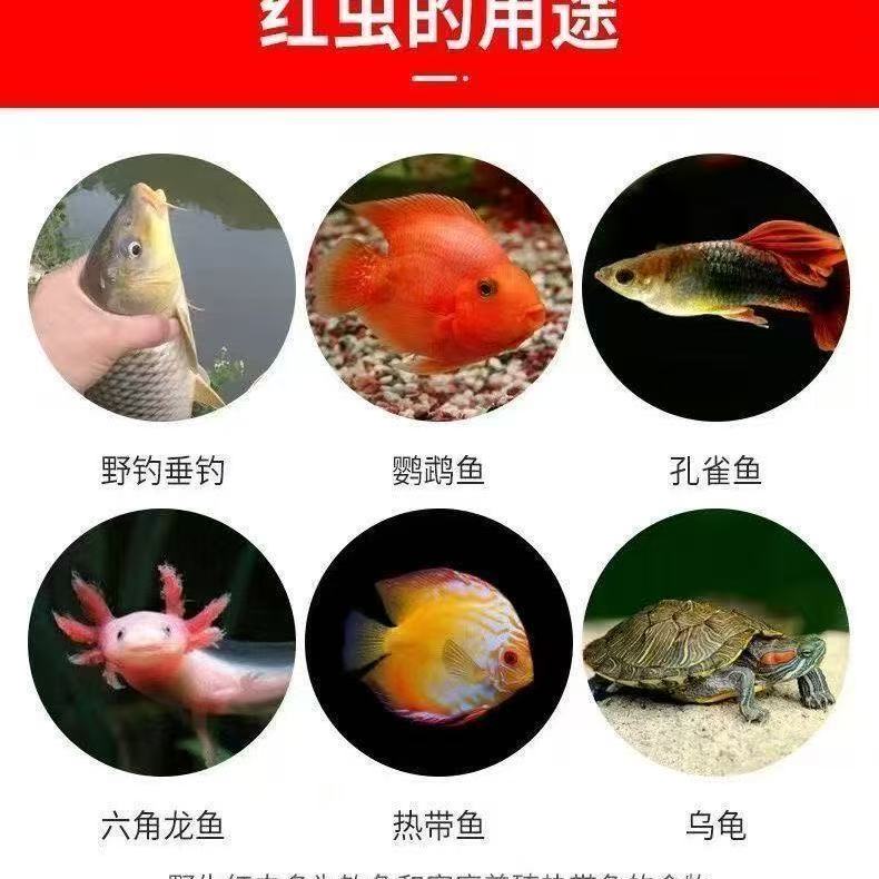 鲜活红虫新鲜活饵红虫死虫包赔特大号鱼饵野钓喂鱼公虫爆护