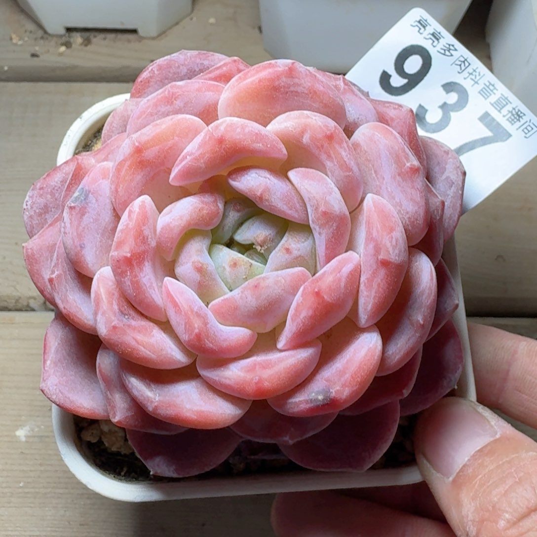 母本冰魄         多肉植物