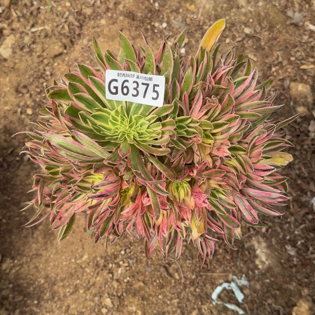 6375夕颜多肉植物
