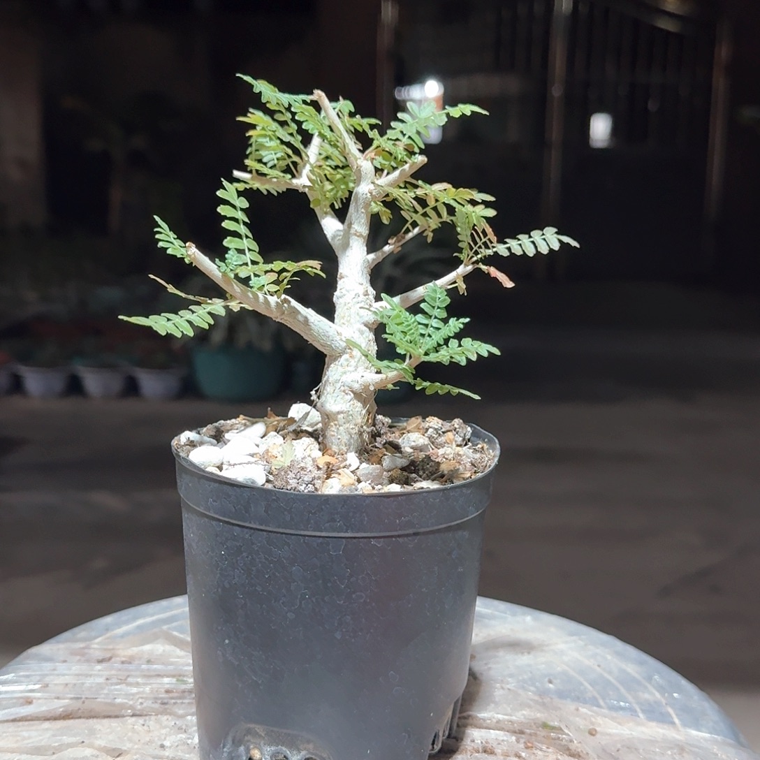 园艺实生尼勒达乳香