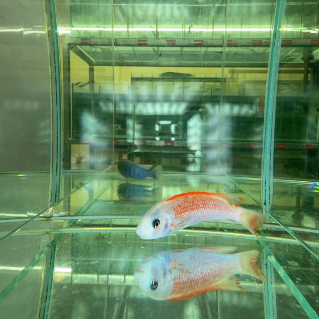 海水鱼C204-C203-黎明、O公