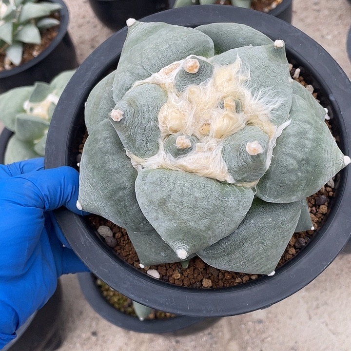 实生大尤丸叶青瓷