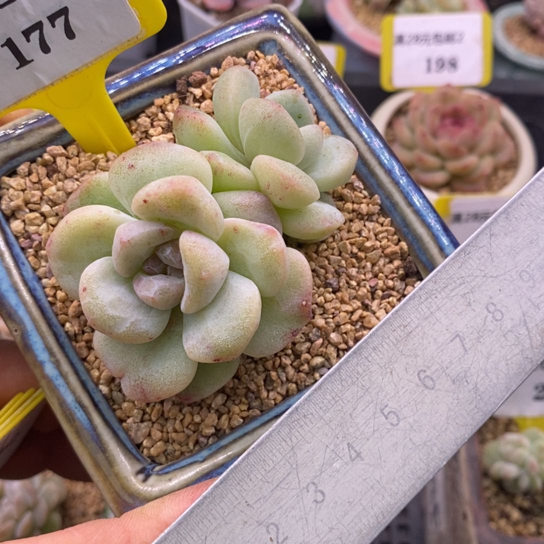 2177冰玉石化趴地老桩