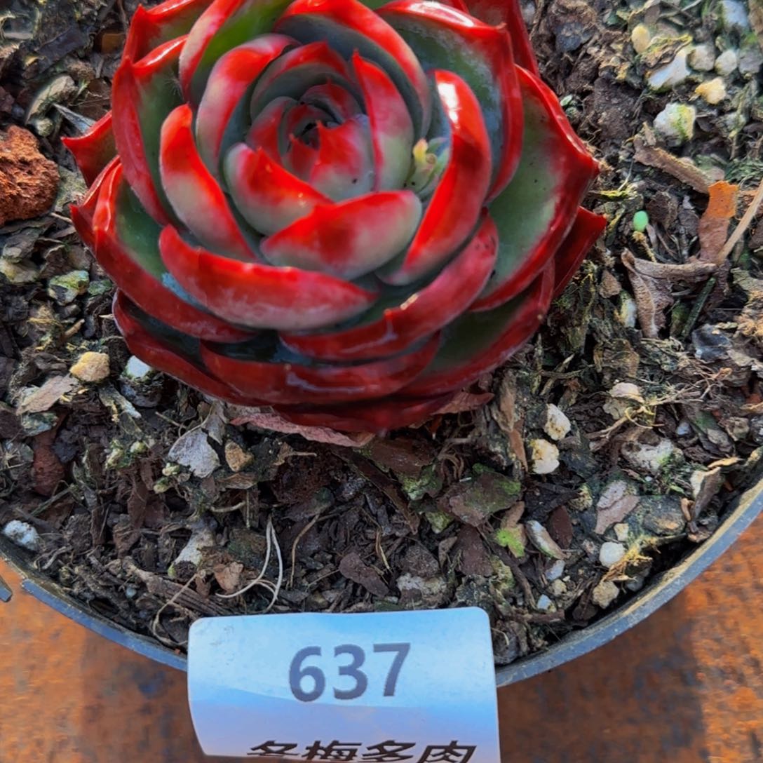 橘*?云南精品多肉637