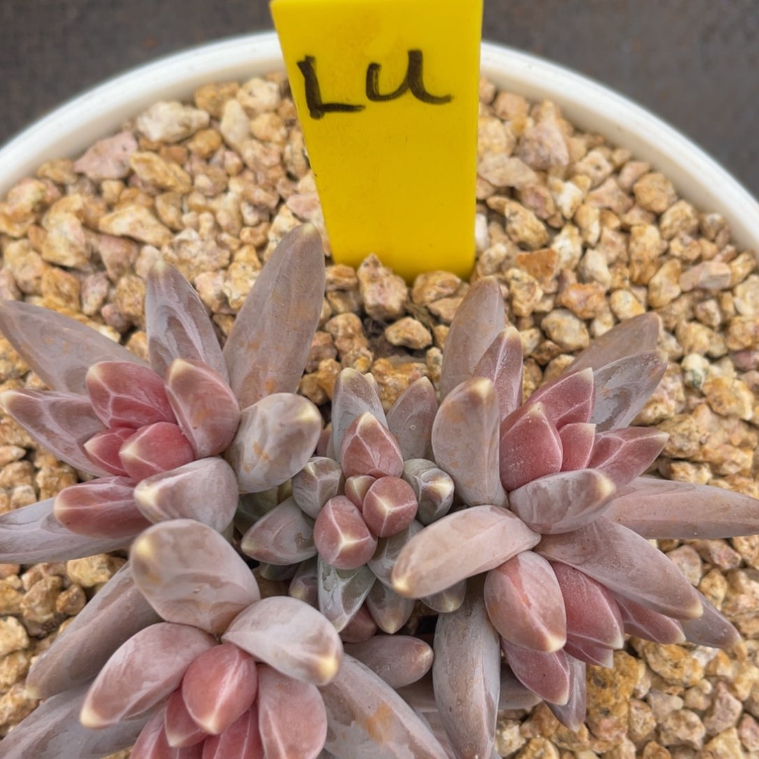 L**?姐姐说她真的不是一般意义