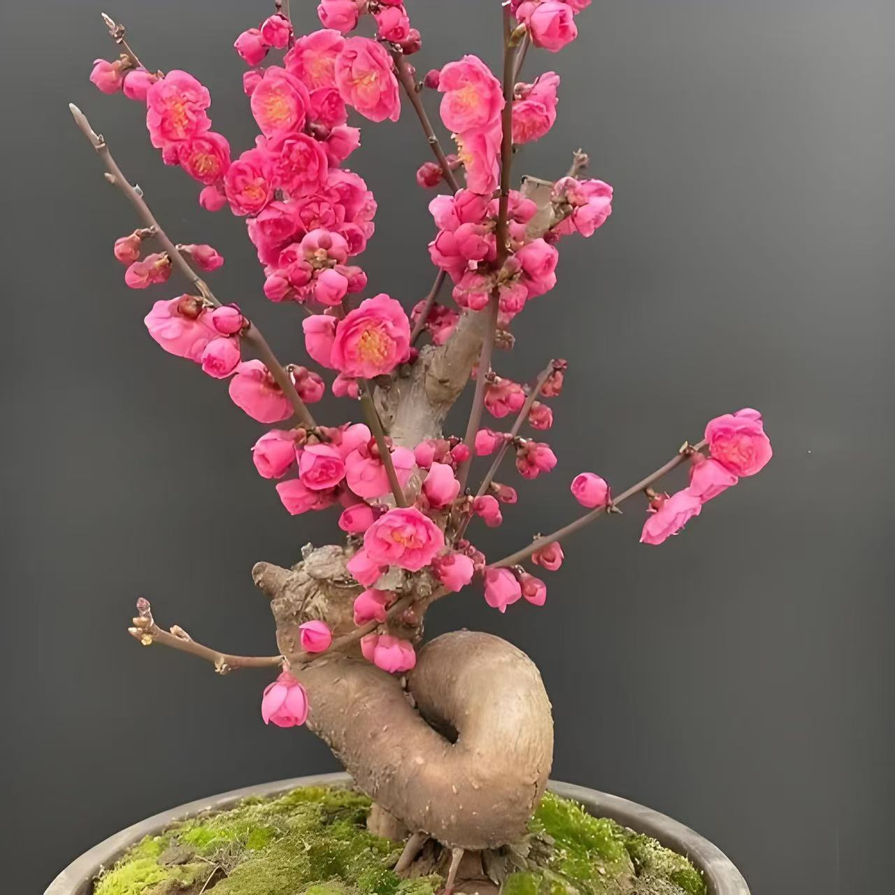 【大花】丰厚梅盆栽盆景耐寒冷植物室内外都可以养殖带花芽花苞发货
