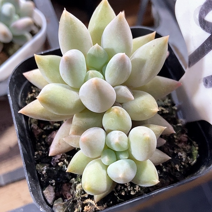 多肉植物水晶球978