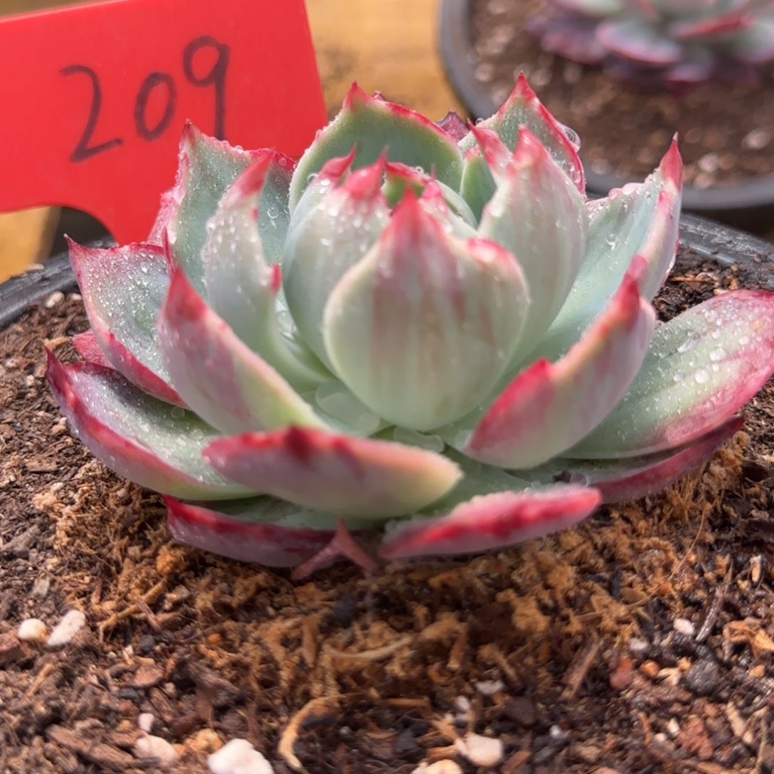 花脸拉丝惊鸿一物一拍包装收缩花旱209