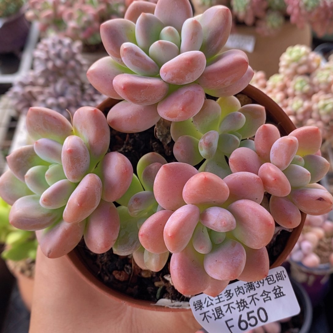 樱花洛神10cm650多肉植物
