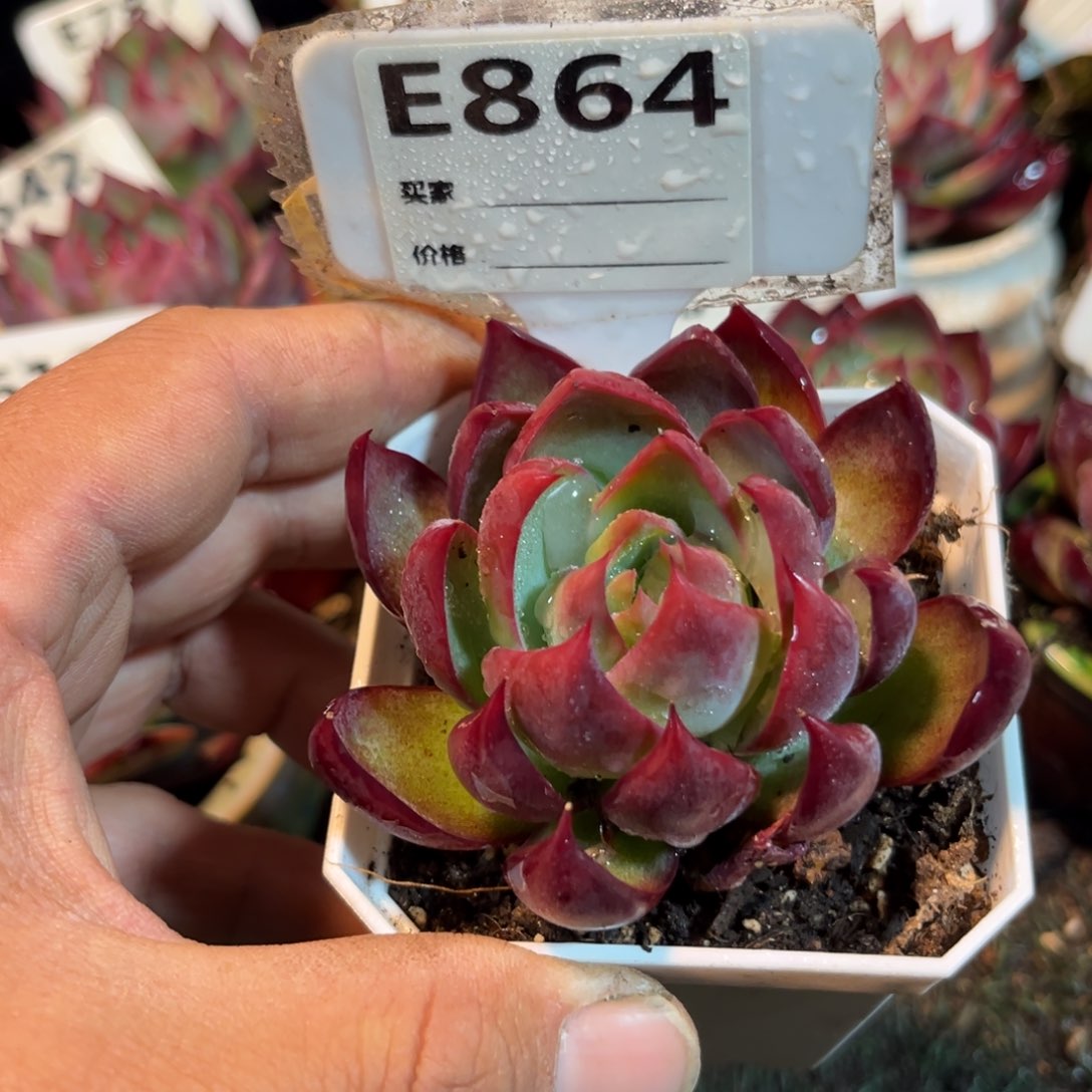 惊鸿一瞥864号多肉