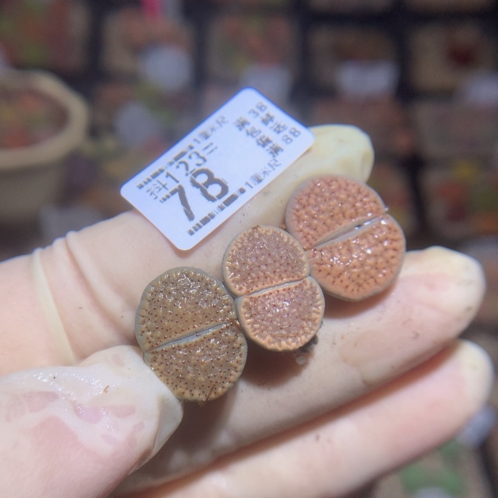 鸢*精品生石花123.78