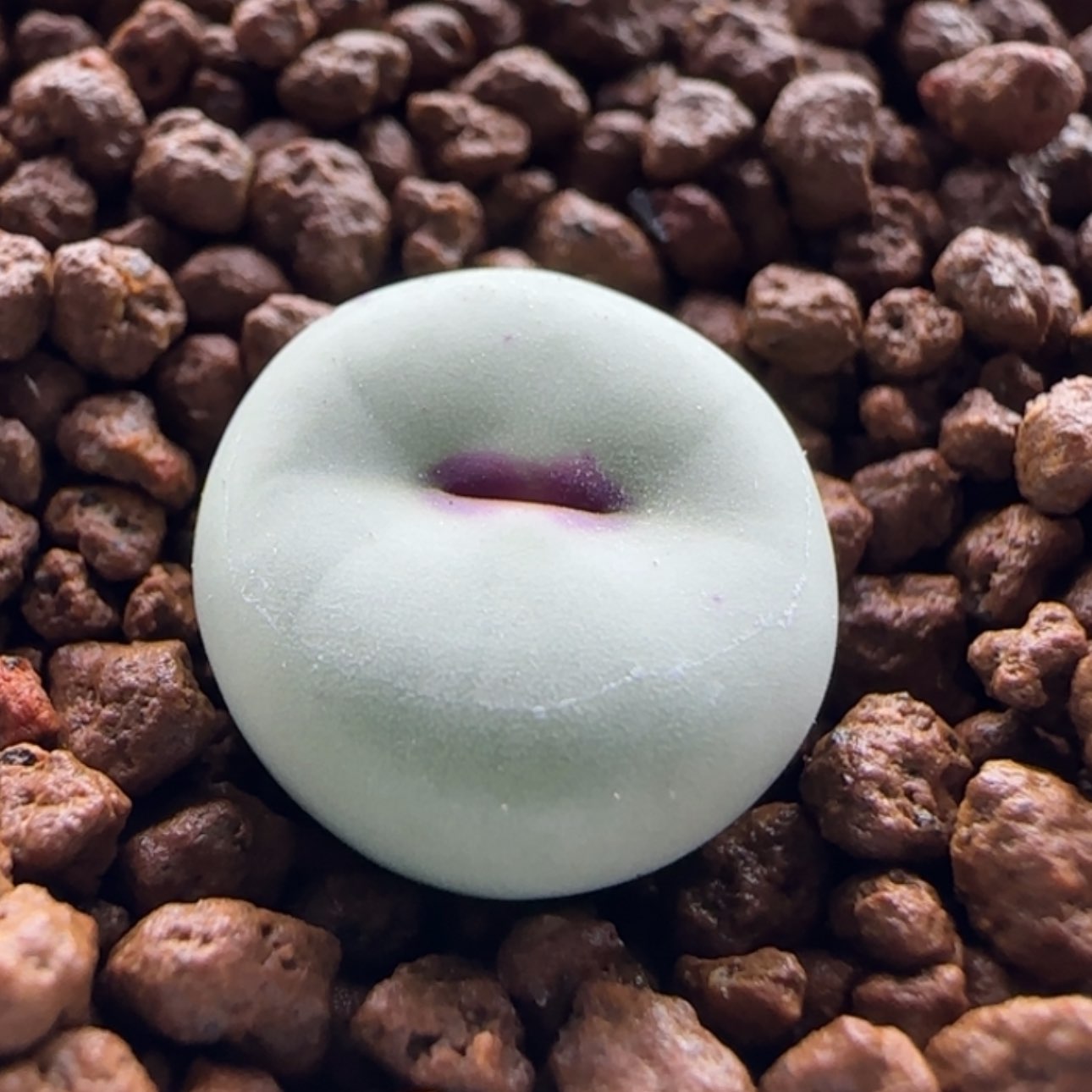 【闪购商品】20645     