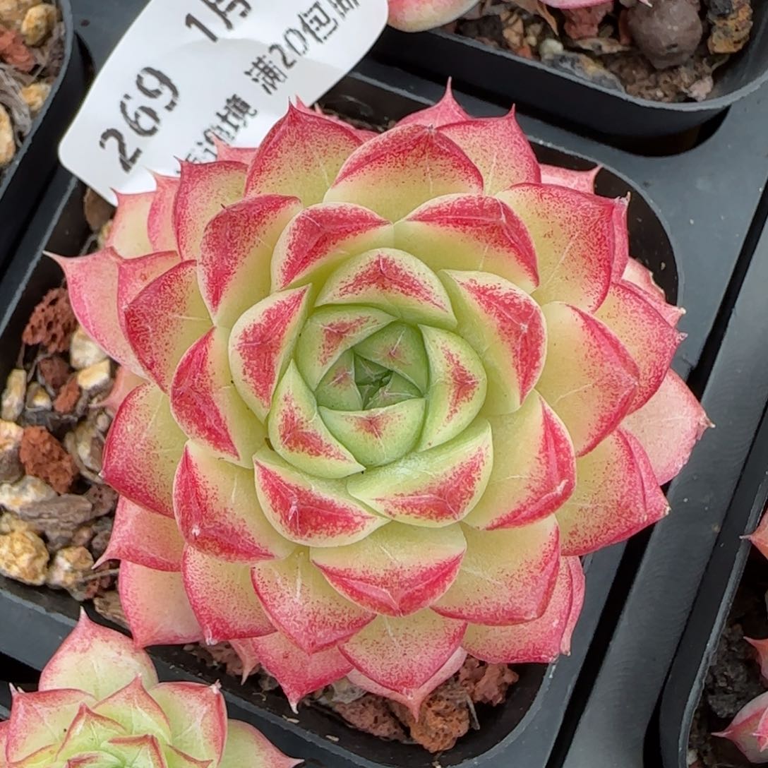 花语逸镜0116-269