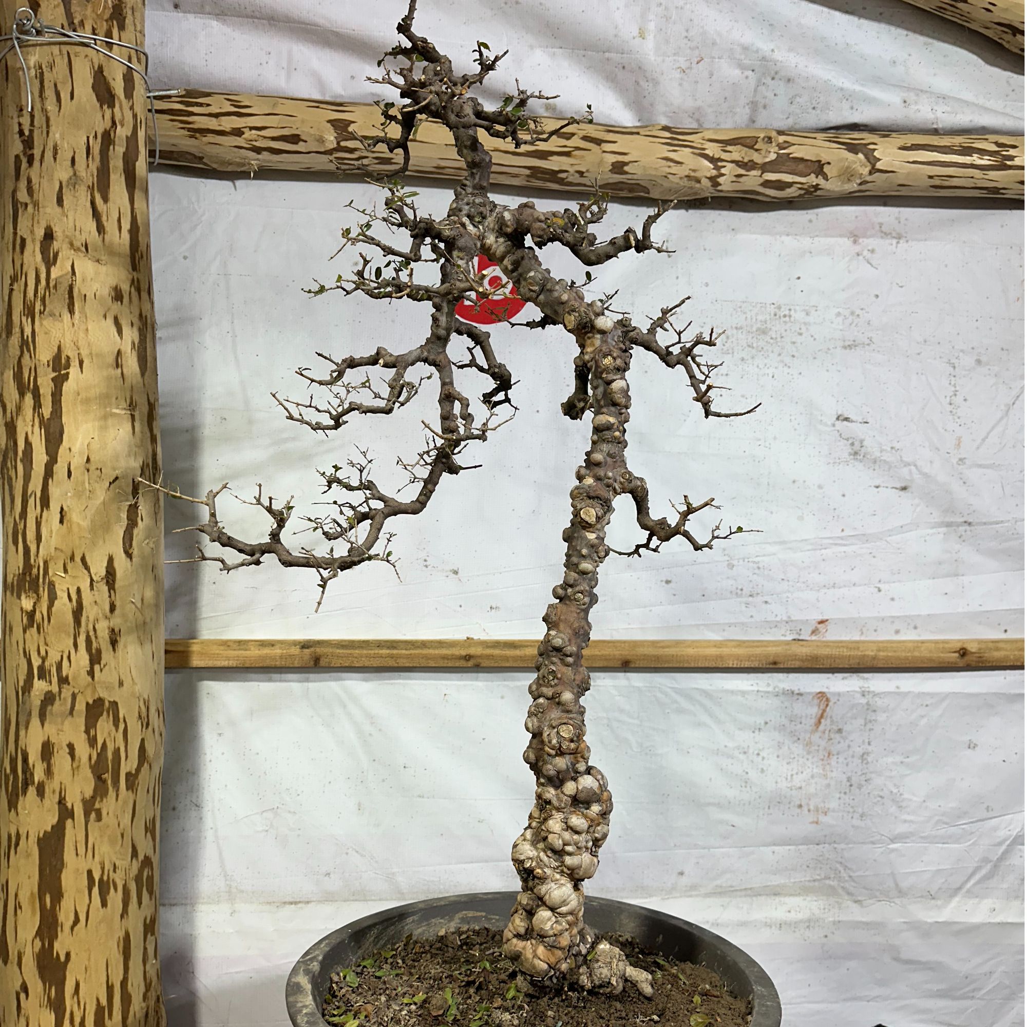 10号盆景 （一物一拍以直播间扣号为准）