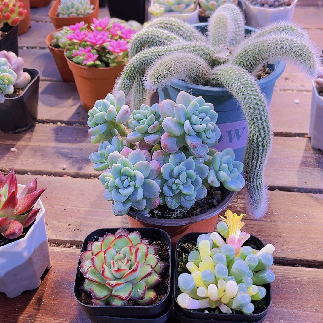 如图4盆111111111111111111