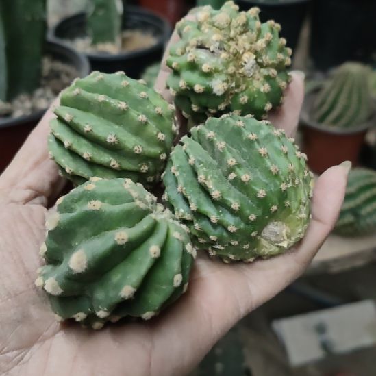 仙人球黑美人四个瑕疵打包