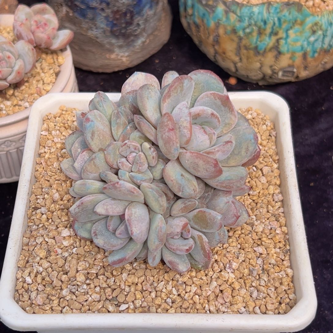 新年快乐 新年快乐