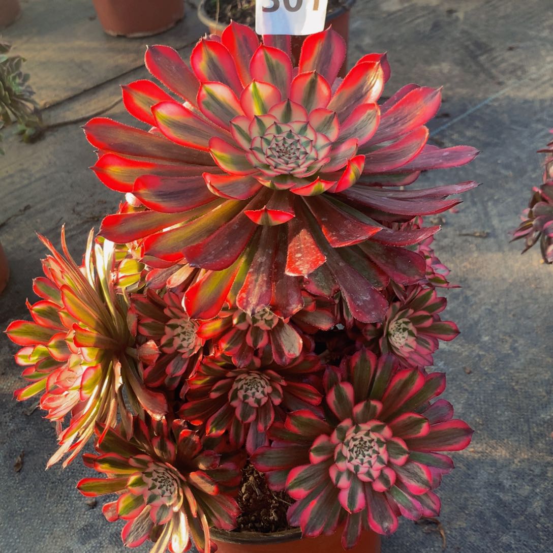 【闪购商品】粉铜301000000000000000